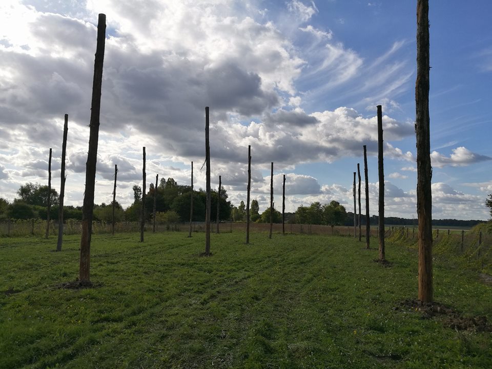 Implantation de la future houblonnière - oct 2017